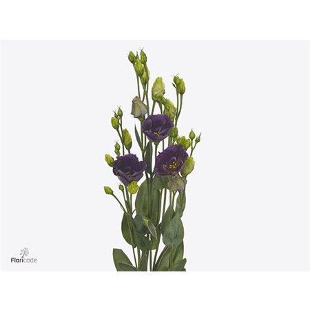 Eustoma Single Bohemian Black Violet c842