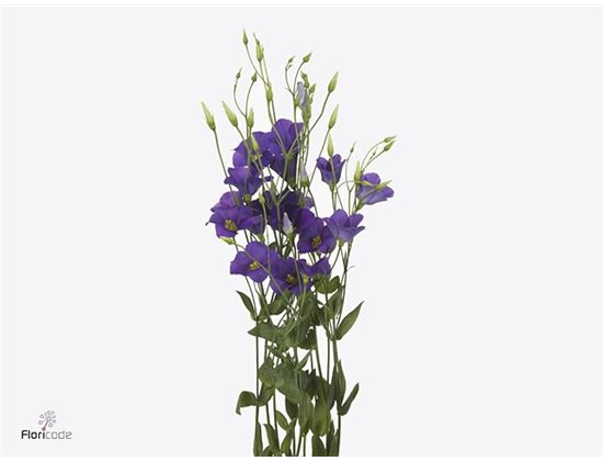 Eustoma Single Botanic Blue c843