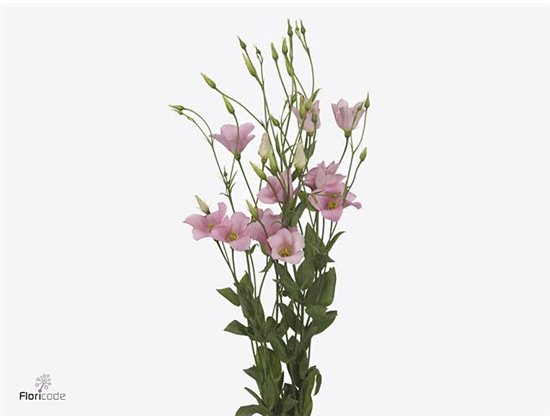 Eustoma Single Botanic Pink c844