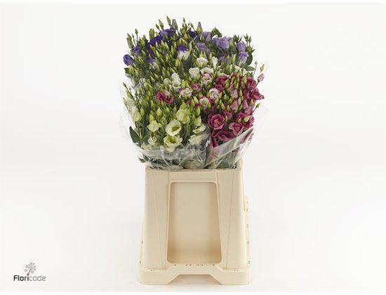 Eustoma Single Mixed in bucket c848
