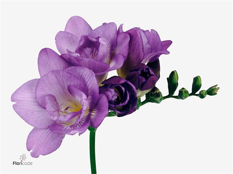 Frezija double Blue Bayou c859