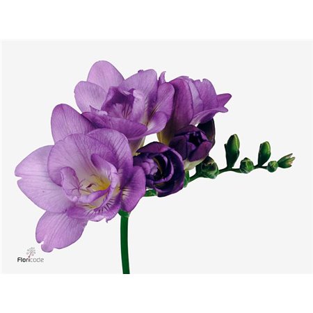 Frezija double Blue Bayou c859