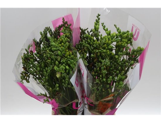 Frezija double Mixed c861