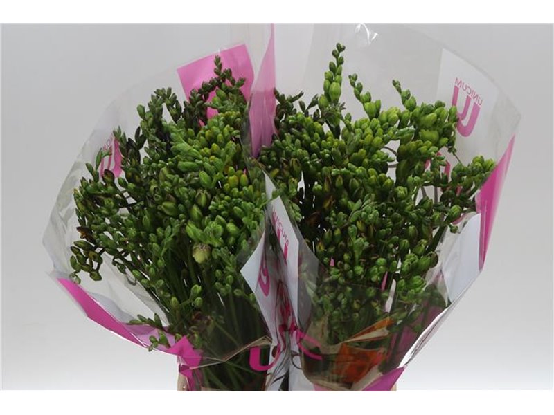 Frezija double Mixed c861