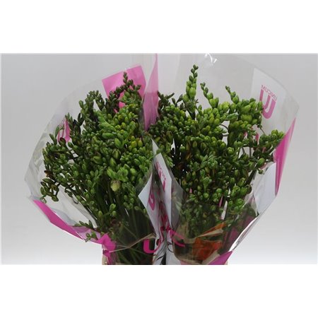 Frezija double Mixed c861