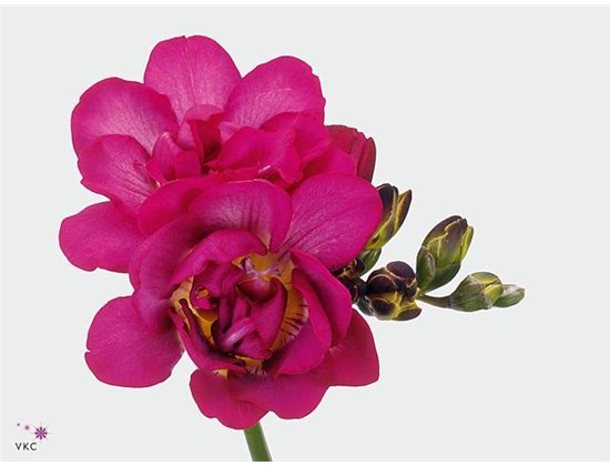 Frezija double Purple Rain c862