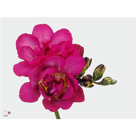 Frezija double Purple Rain c862