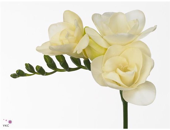 Frezija double Riga c863