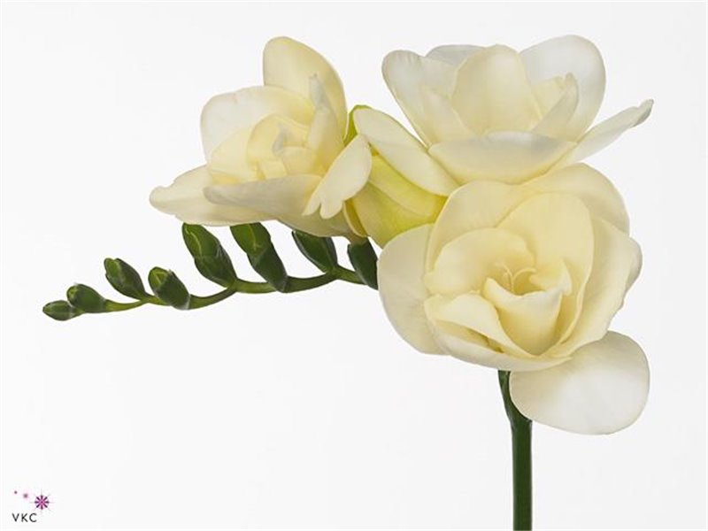 Frezija double Riga c863