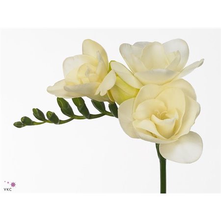 Frezija double Riga c863