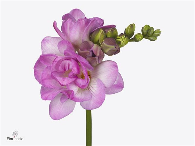 Frezija double Romantic Pink c864
