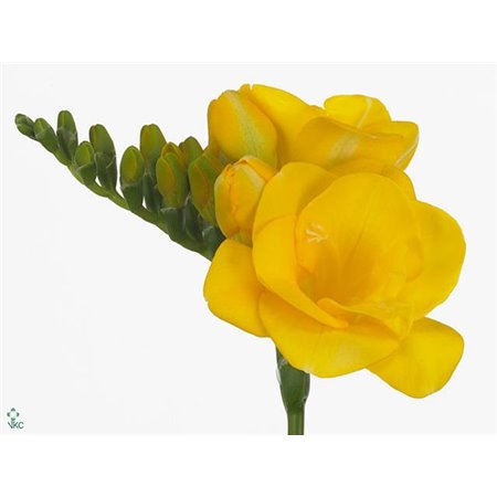 Frezija double Soleil c865