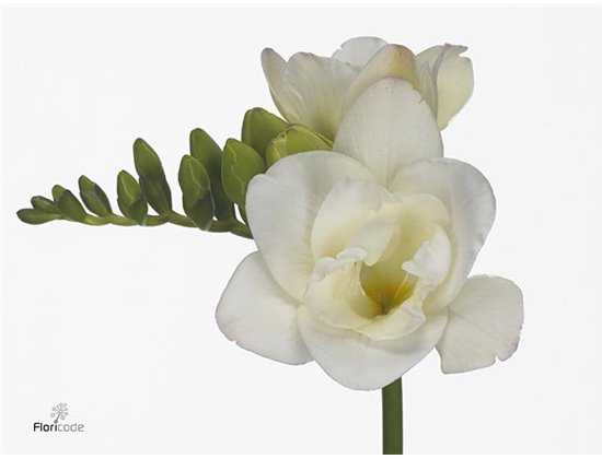 Frezija double Starlight c866