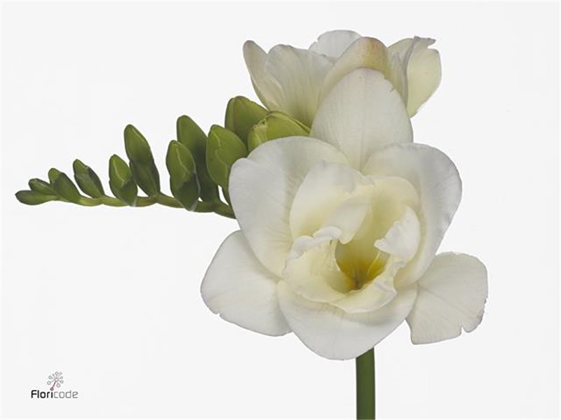 Frezija double Starlight c866