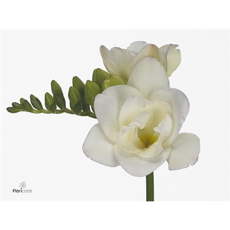 Frezija double Starlight c866