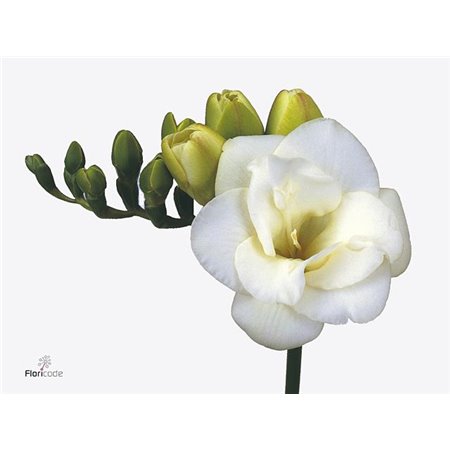 Frezija double Versailles c868