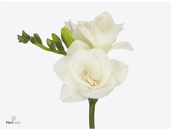 Frezija double Vivre c869