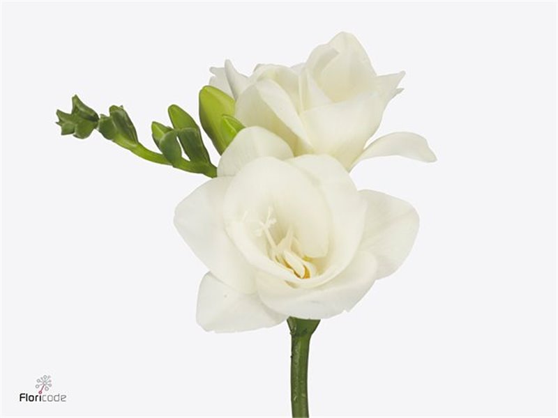 Frezija double Vivre c869