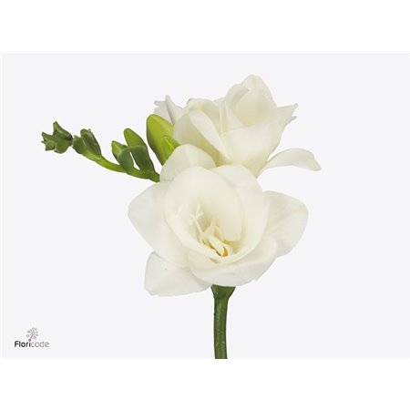 Frezija double Vivre c869