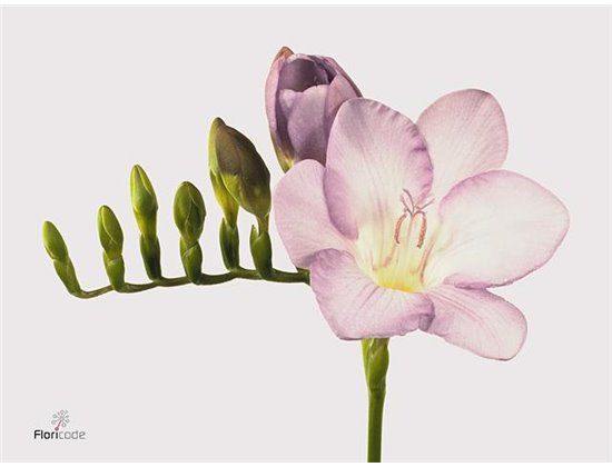 Frezija single Blue Moon c870