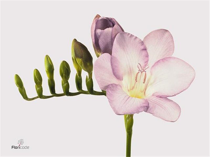 Frezija single Blue Moon c870