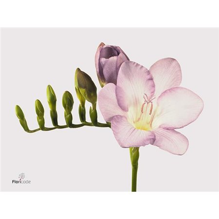 Frezija single Blue Moon c870