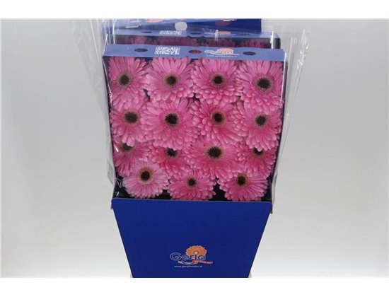 Gerbera .racket Gr Alison c878