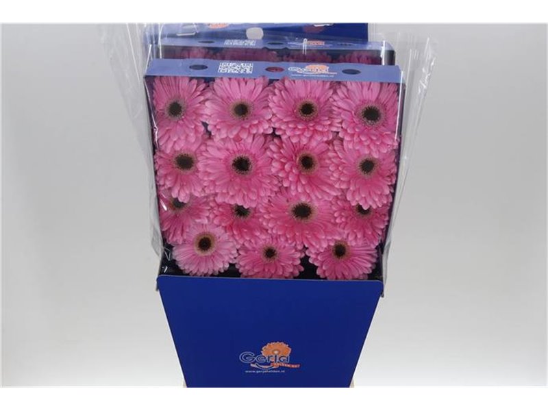 Gerbera .racket Gr Alison c878