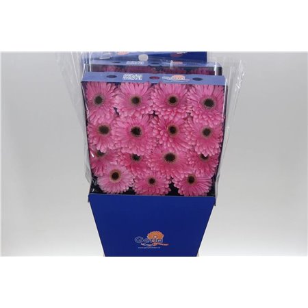 Gerbera .racket Gr Alison c878