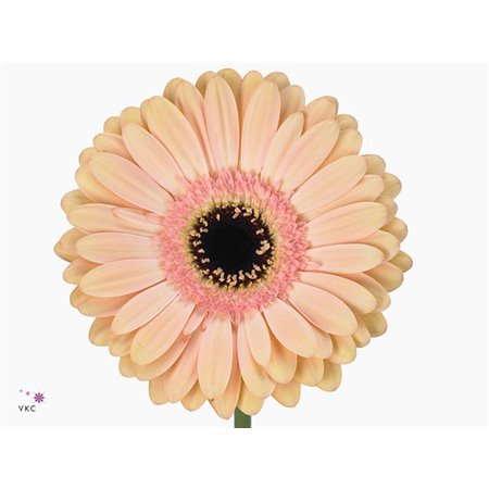 Gerbera .racket Gr Alison c879