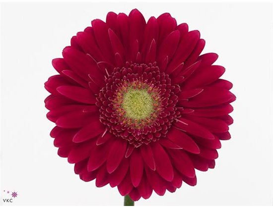 Gerbera .racket Gr Alliance c881