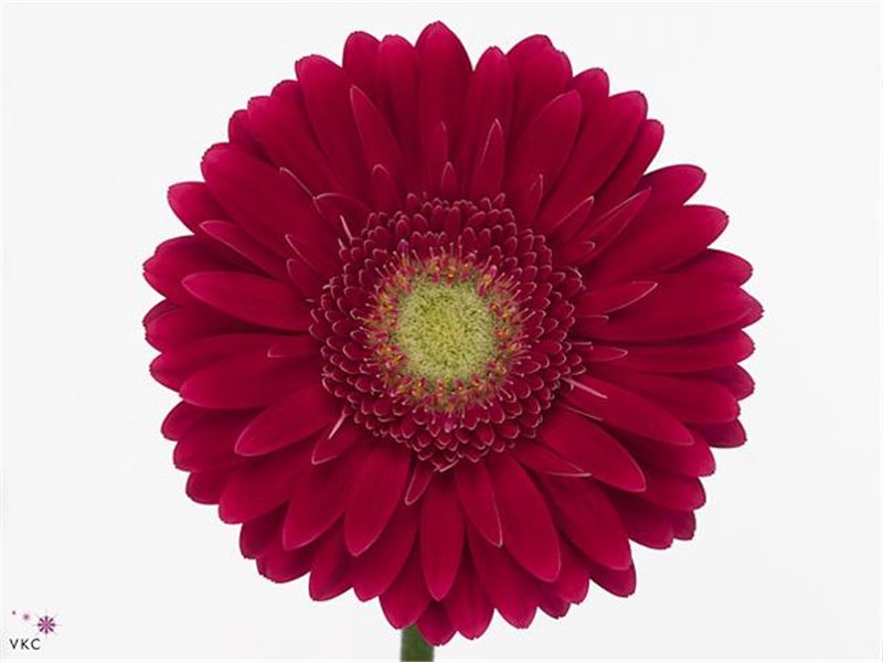 Gerbera .racket Gr Alliance c881