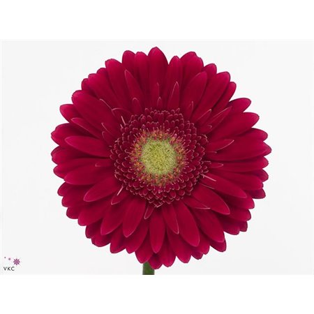 Gerbera .racket Gr Alliance c881