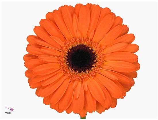 Gerbera .racket Gr Applause c882