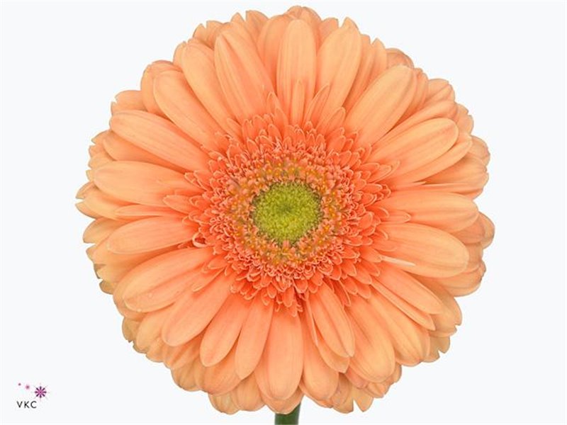 Gerbera .racket Gr Applause c883