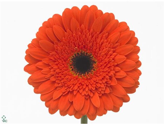 Gerbera .racket Gr Candela c887