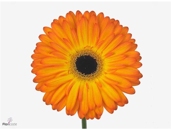 Gerbera .racket Gr Carambole c889