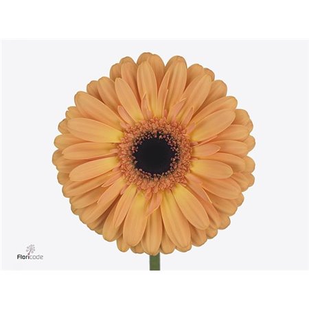Gerbera .racket Gr Jetset c896