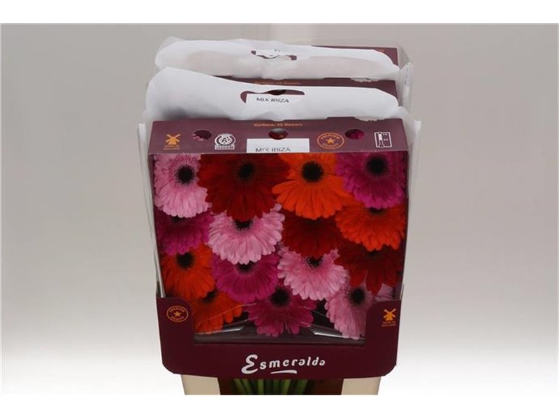 Gerbera .racket Gr Jetset c897