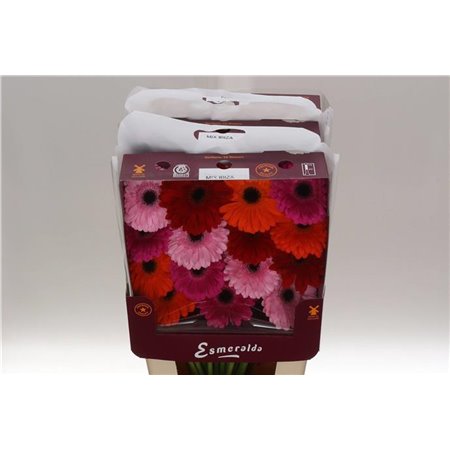 Gerbera .racket Gr Jetset c897