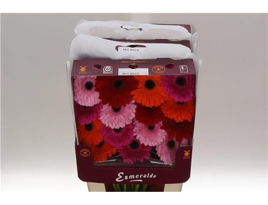 Gerbera .racket Gr Mixed Hollywood c898