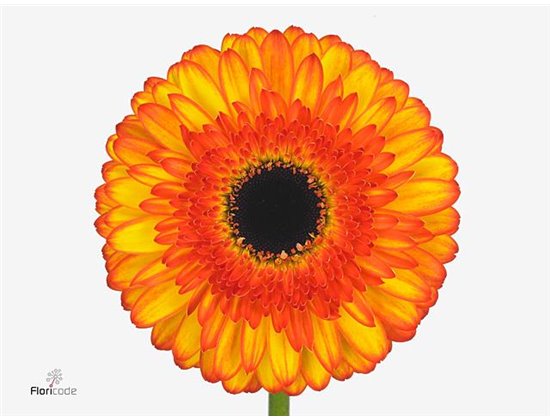 Gerbera .racket Gr Spotlight c908