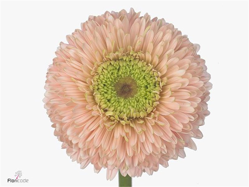 Gerbera .racket Gr Terra Himalia c909