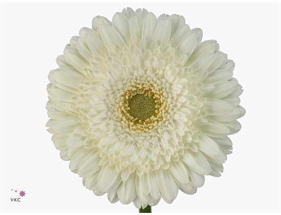 Gerbera .racket Gr Terra Icy c910