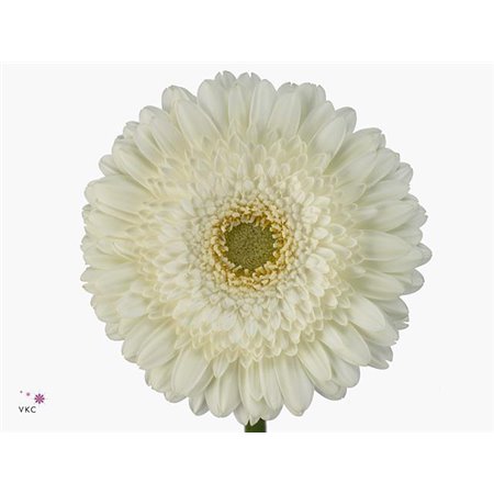 Gerbera .racket Gr Terra Icy c910