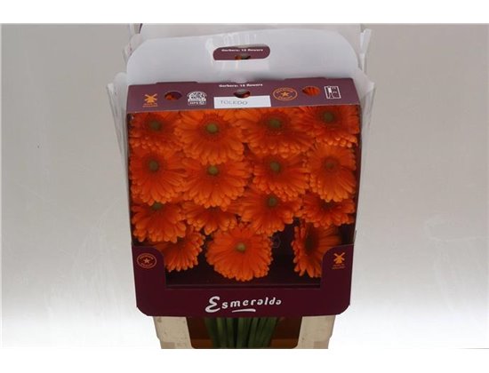 Gerbera .racket Gr Terra Moon Kick c912