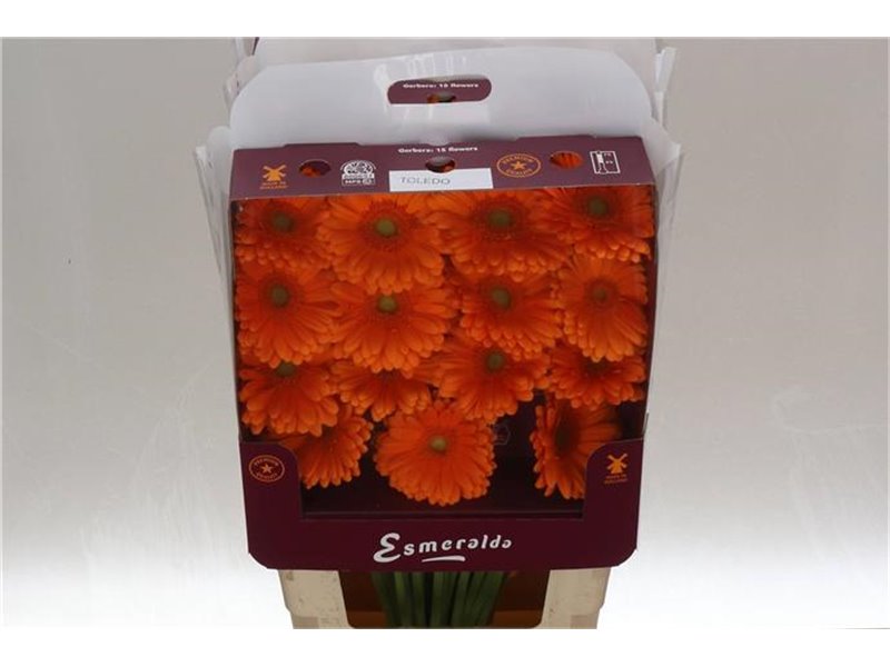 Gerbera .racket Gr Terra Moon Kick c912