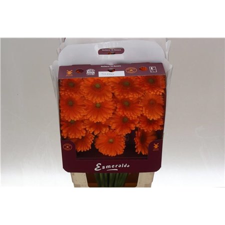 Gerbera .racket Gr Toledo c913