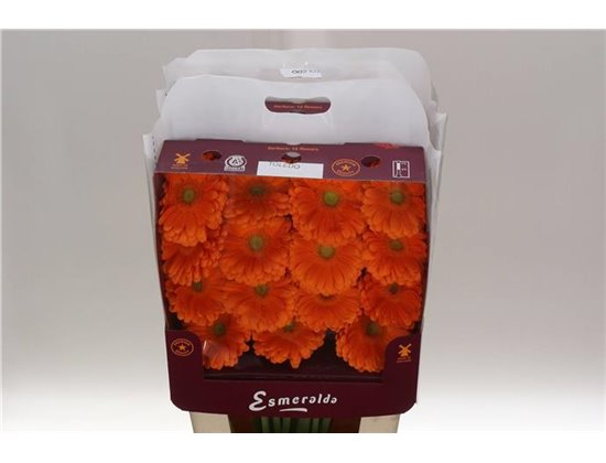 Gerbera .racket Gr Toledo c914