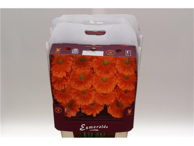 Gerbera .racket Gr Toledo c914